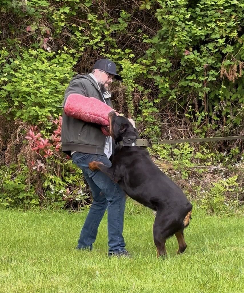 Dog Trainer - Tacoma, WA